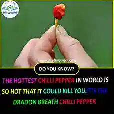 the hottest chilli paper